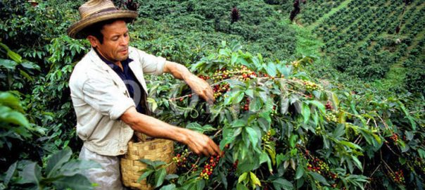 kavegep-berles-rendezvenyre-costa-rica