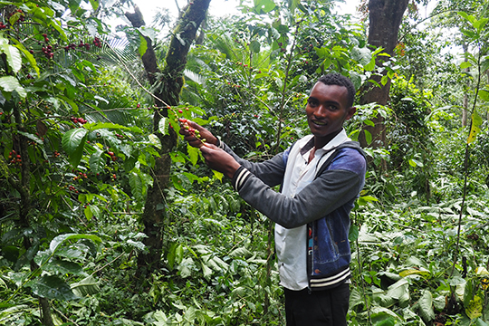 kavegep-berles-kave-etiop-jpg-02